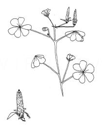 Oxalis corniculata - Click to enlarge!