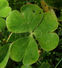 Oxalis latifolia - Leaf - Click to enlarge!