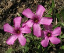 Oxalis latifolia - Flowers - Click to enlarge!