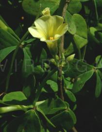 Oxalis pes-caprae - Flower - Click to enlarge!