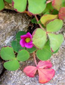Oxalis purpurea - Habit - Click to enlarge!