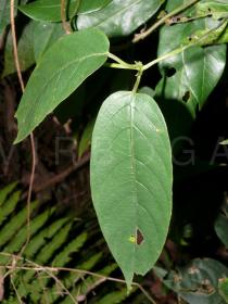 Paederia foetida - Upper surface of leaf - Click to enlarge!