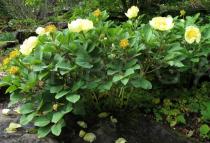 Paeonia daurica - Habit - Click to enlarge!
