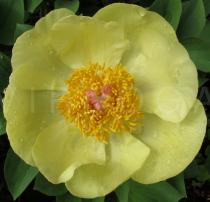 Paeonia daurica - Flower - Click to enlarge!