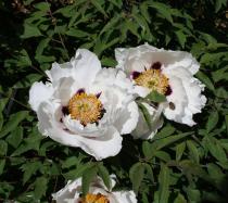 Paeonia suffruticosa - Flowers - Click to enlarge!