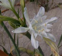 Pancratium maritimum - Flower - Click to enlarge!