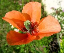 Papaver dubium - Flower - Click to enlarge!