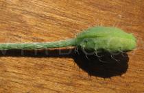 Papaver dubium - Flower bud - Click to enlarge!