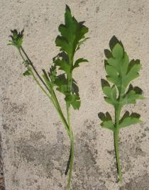 Papaver dubium - Leaves with distinct petiole from the lower part of the plant - Click to enlarge!