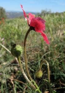 Papaver hybridum - Flower, side view - Click to enlarge!
