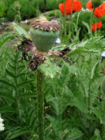 Papaver orientale - Ripening capsule - Click to enlarge!