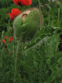Papaver orientale - Flower bud - Click to enlarge!