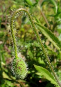Papaver rhoeas - Flower bud - Click to enlarge!