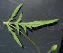 Papaver rhoeas - Lower side of leaf - Click to enlarge!