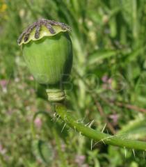 Papaver rhoeas - Seed capsule - Click to enlarge!