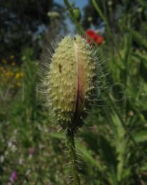 Papaver rhoeas - Flower bud - Click to enlarge!