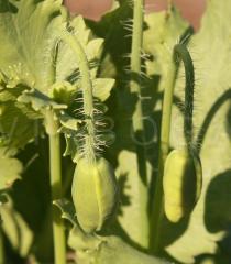 Papaver somniferum - Flower buds - Click to enlarge!