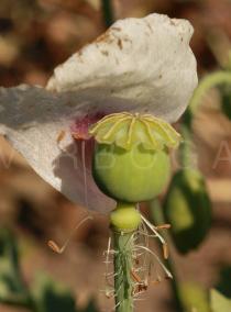 Papaver somniferum - Capsule with one petal remaining - Click to enlarge!
