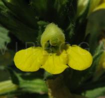 Parentucellia viscosa - Flower - Click to enlarge!