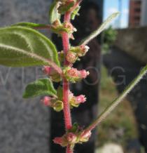 Parietaria judaica - Flowers - Click to enlarge!
