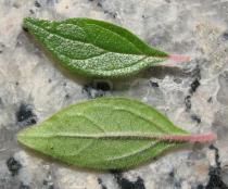 Parietaria judaica - Upper and lower surface of leaf - Click to enlarge!