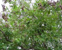 Parinari curatellifolia - Foliage and infructescences - Click to enlarge!