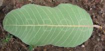 Parinari curatellifolia - Lower surface of leaf - Click to enlarge!
