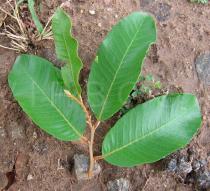 Parinari curatellifolia - Leaf insertion - Click to enlarge!
