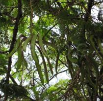 Parkia biglobosa - Ripening pods - Click to enlarge!