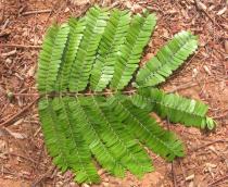 Parkia biglobosa - Upper surface of leaf - Click to enlarge!