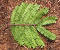 Parkia biglobosa - Lower surface of leaf - Click to enlarge!