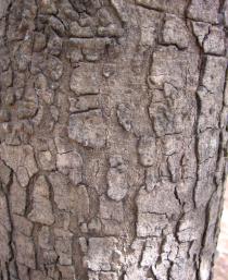 Parkia biglobosa - Bark - Click to enlarge!