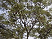 Parkia biglobosa - Branches - Click to enlarge!
