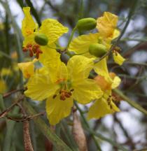 Parkinsonia aculeata - Flowers - Click to enlarge!