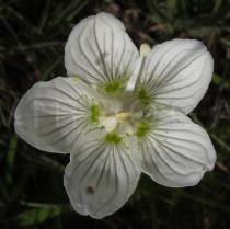 Parnassia palustris - Flower - Click to enlarge!