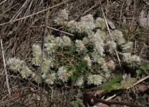 Paronychia argentea - Habit - Click to enlarge!