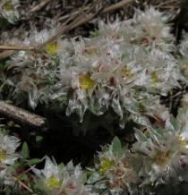 Paronychia argentea - Flowers - Click to enlarge!