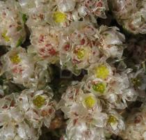 Paronychia argentea - Flowers - Click to enlarge!