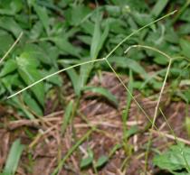 Paspalum conjugatum - Inflorescence - Click to enlarge!