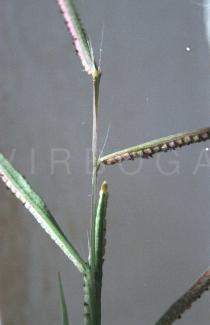 Paspalum scrobiculatum - Inflorescence - Click to enlarge!