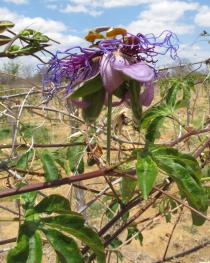 Passiflora cincinnata - Flower, side view - Click to enlarge!