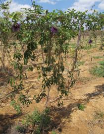 Passiflora cincinnata - Habit - Click to enlarge!