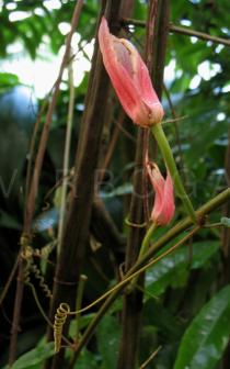 Passiflora coccinea - Tendrils - Click to enlarge!