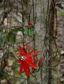 Passiflora coccinea - Flower and developing fruit - Click to enlarge!