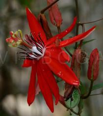 Passiflora coccinea - Flower - Click to enlarge!