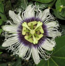 Passiflora edulis - Flower - Click to enlarge!