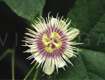 Passiflora foetida - Flower - Click to enlarge!
