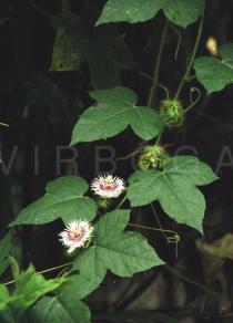 Passiflora foetida - Habit - Click to enlarge!