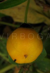 Passiflora foetida - Fruit - Click to enlarge!