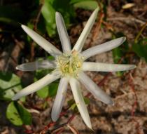 Passiflora mucronata - Flower - Click to enlarge!
